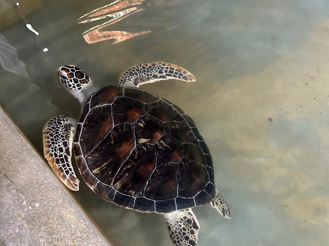 Sea Turtle Conservation Project (Koggala)景点图片