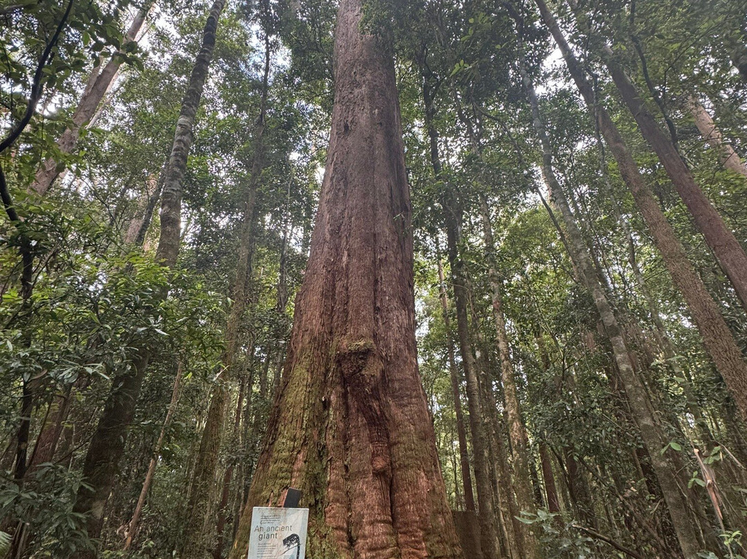 Red Cedar Falls Walk-Dorrigo必去景点