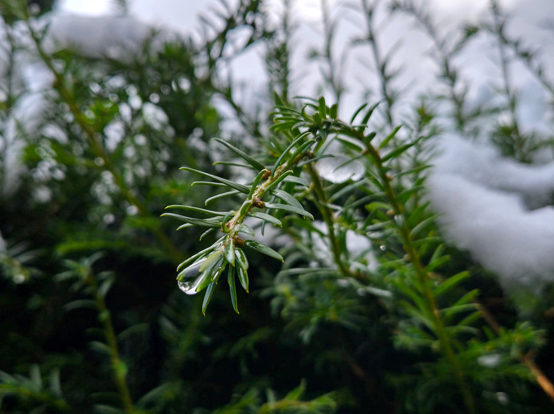 Reynolds Park-利物浦必去景点
