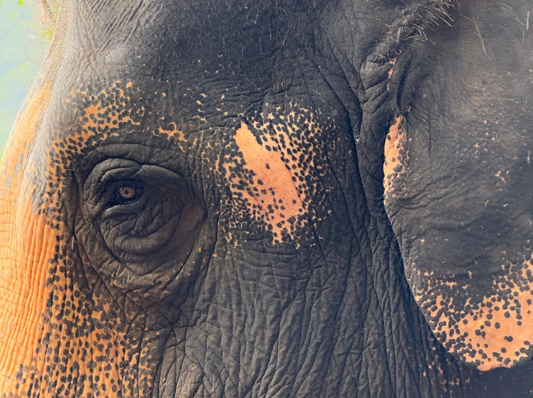 Krabi Elephant​ Heaven​-奥南必去景点