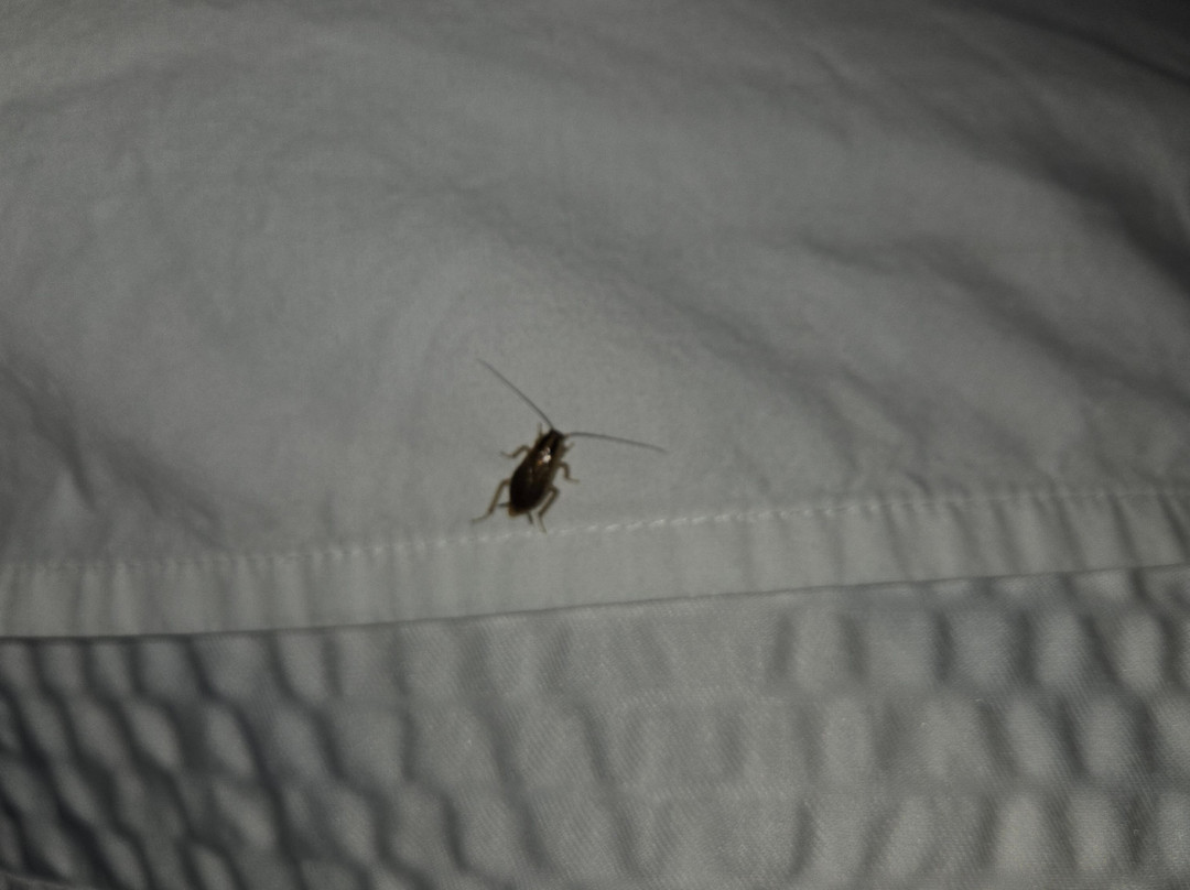 温彻斯特红顶客栈主图