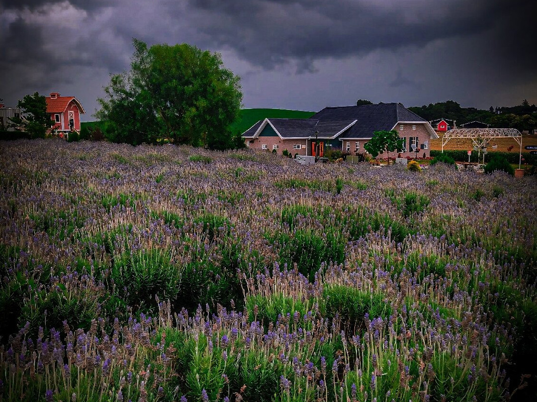 Het Dorp Vilarejo Holandês-Carambei必去景点
