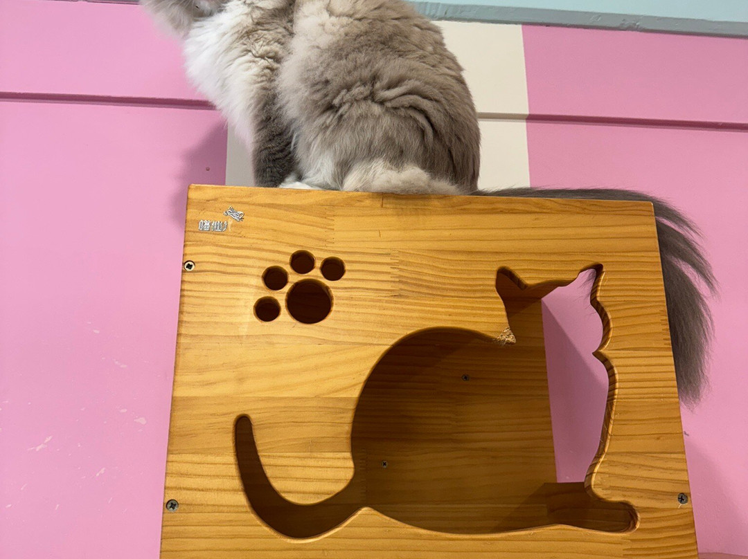 Fancy Meow Cat Cafe-罗托鲁瓦必去景点
