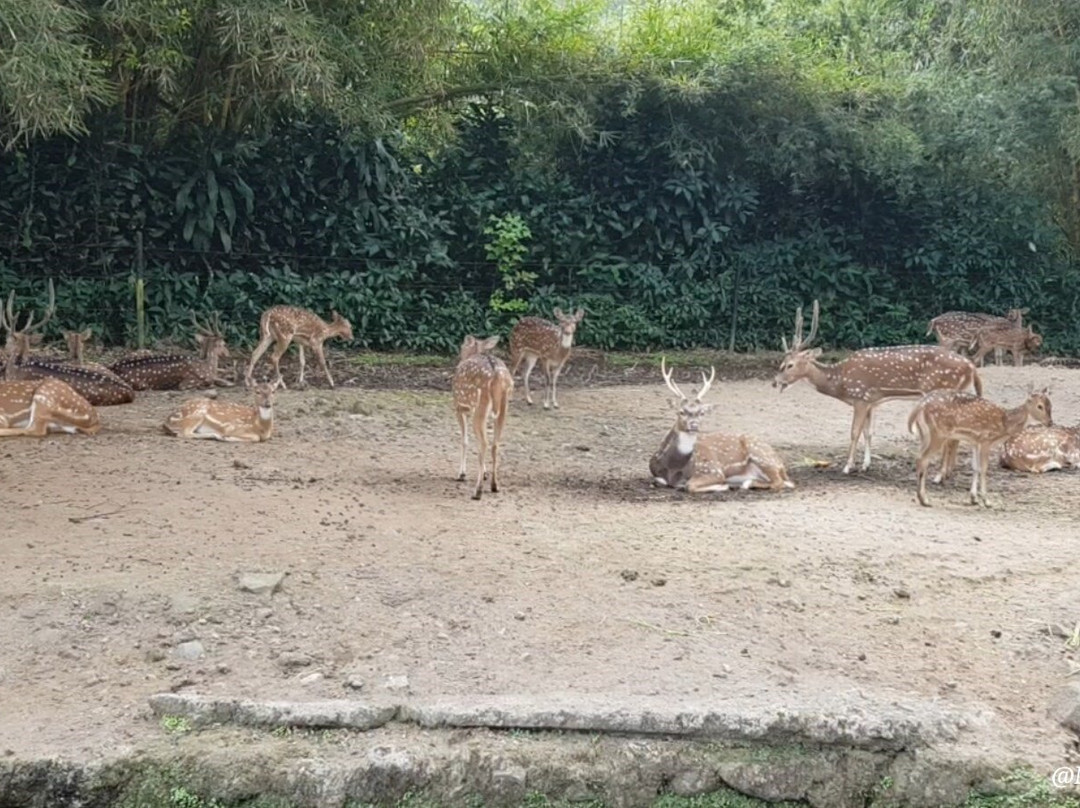 Taman Safari Indonesia Bogor-Cisarua必去景点