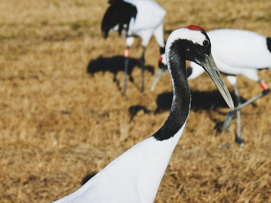 盐城丹顶鹤保护区-东台市必去景点