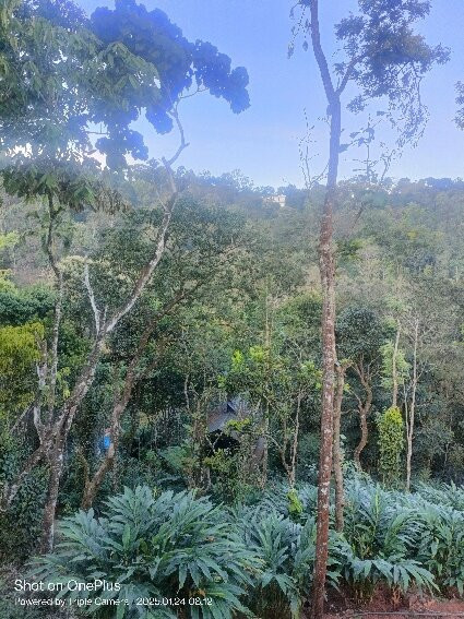 Eterno Camellia & Elettaria主图