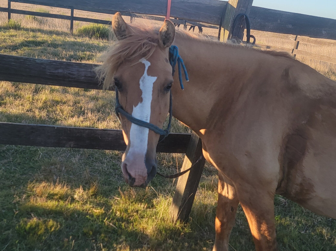 Eco Equus Cabalgatas-La Pedrera必去景点