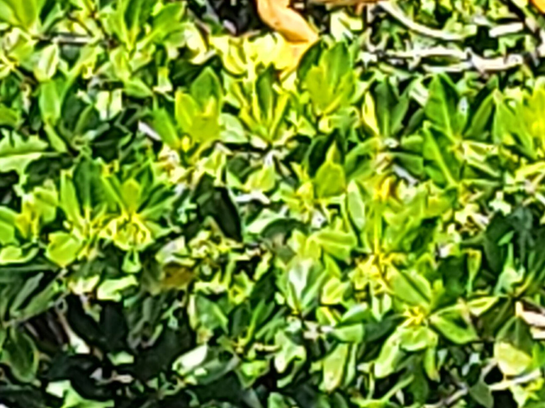 Cruisin’ Tikis KeyWest-基韦斯特必去景点