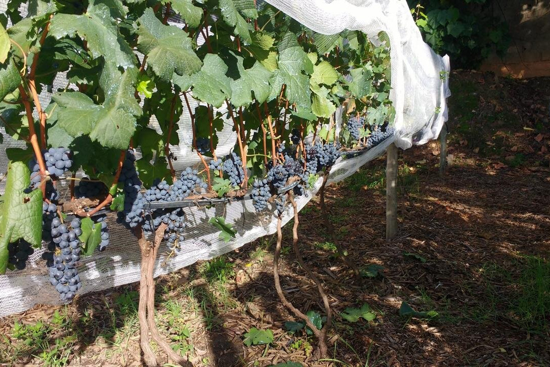 Adega Família Baccetti-维涅杜必去景点