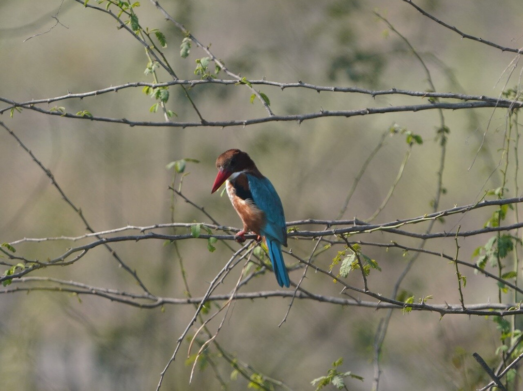 Sultanpur National Park景点图片