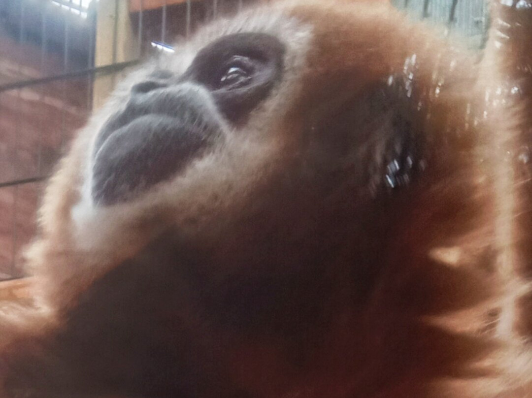 Espace Zoologique de Saint Martin la Plaine景点图片