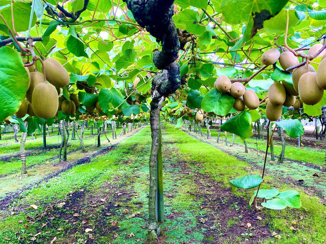 Kiwi Fruit Country Tours-陶兰加必去景点