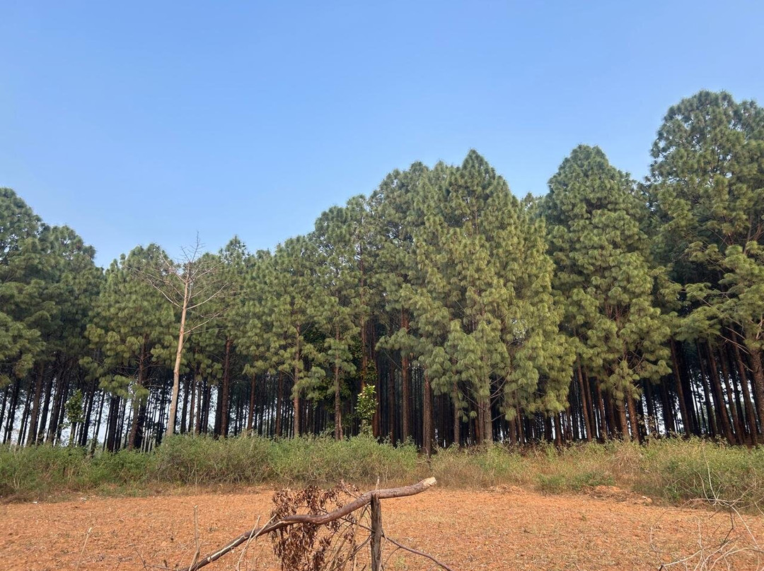 Koel View Point景点图片