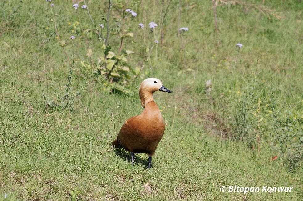 Munna Chambal River Safari Dholpur-Dholpur必去景点
