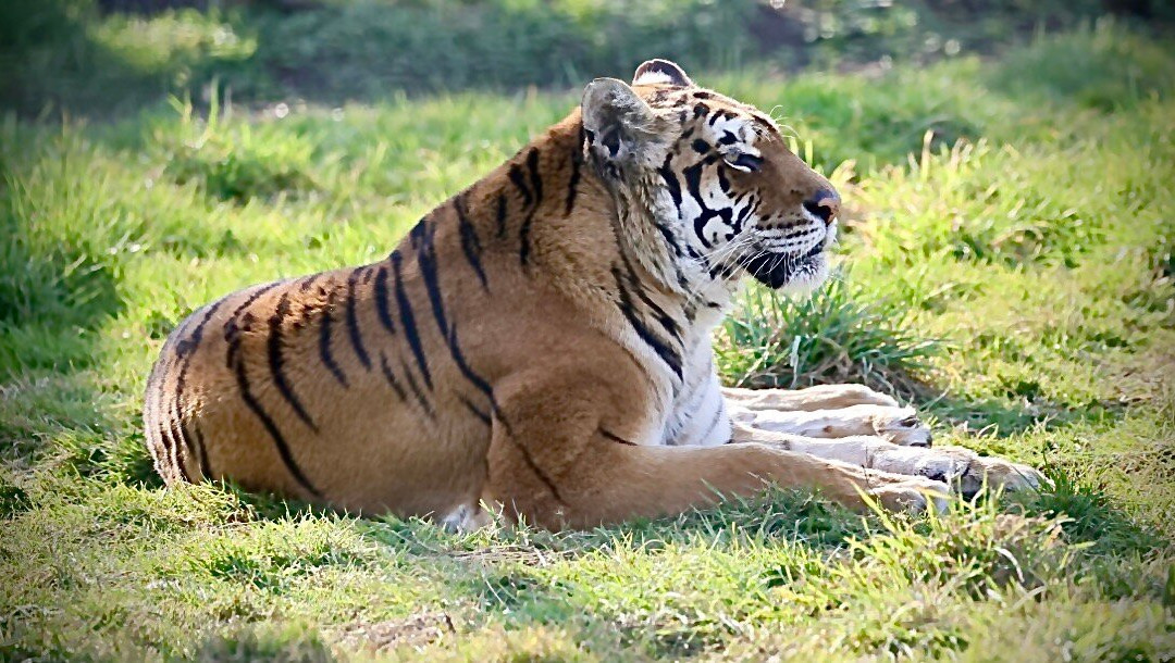 Woodside Wildlife Park景点图片