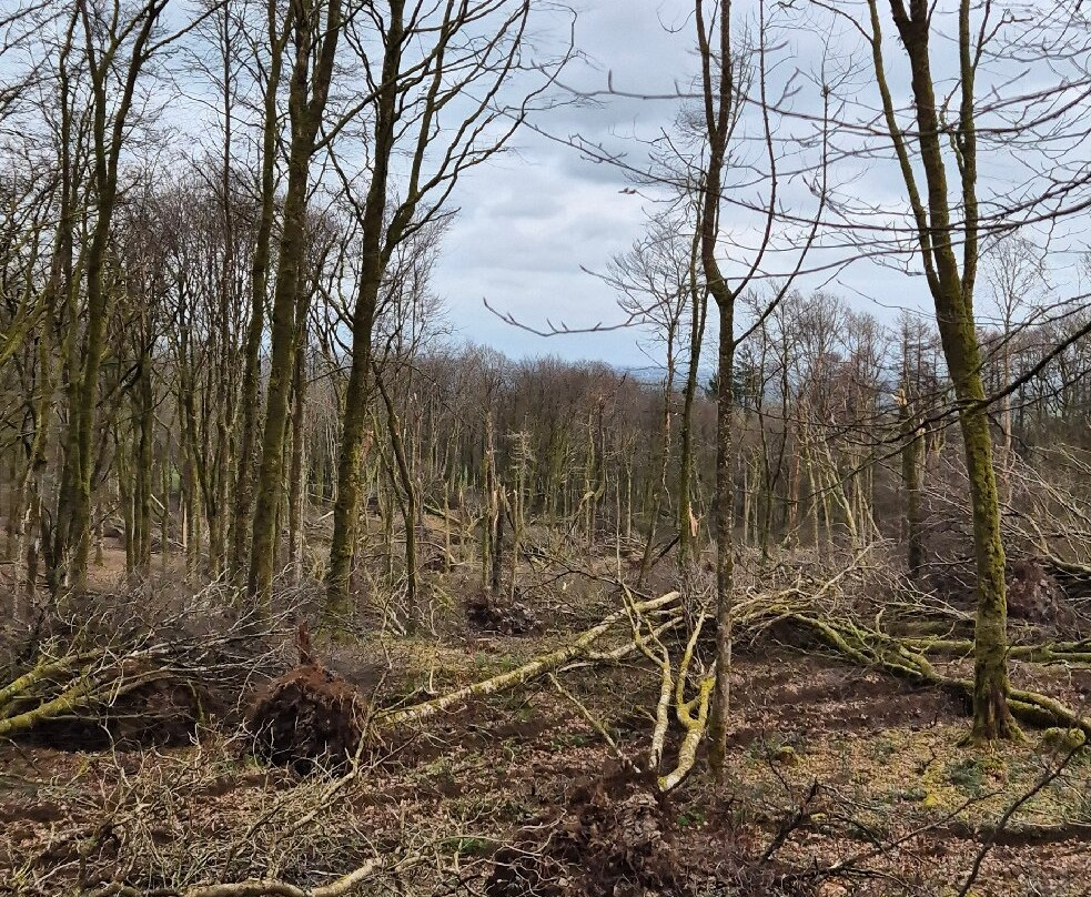 Mullaghmeen Forest-County Westmeath必去景点