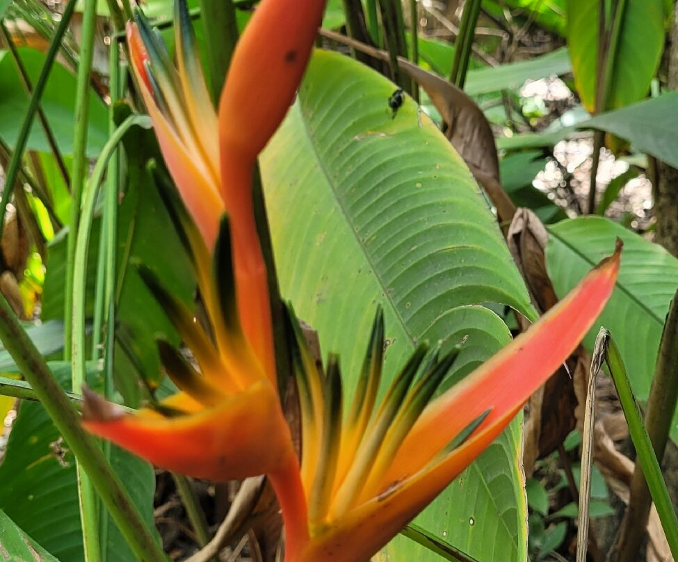 J.R. O'Neal Botanical Gardens-Road Town必去景点