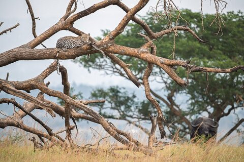 Lionking Safaris Limited景点图片