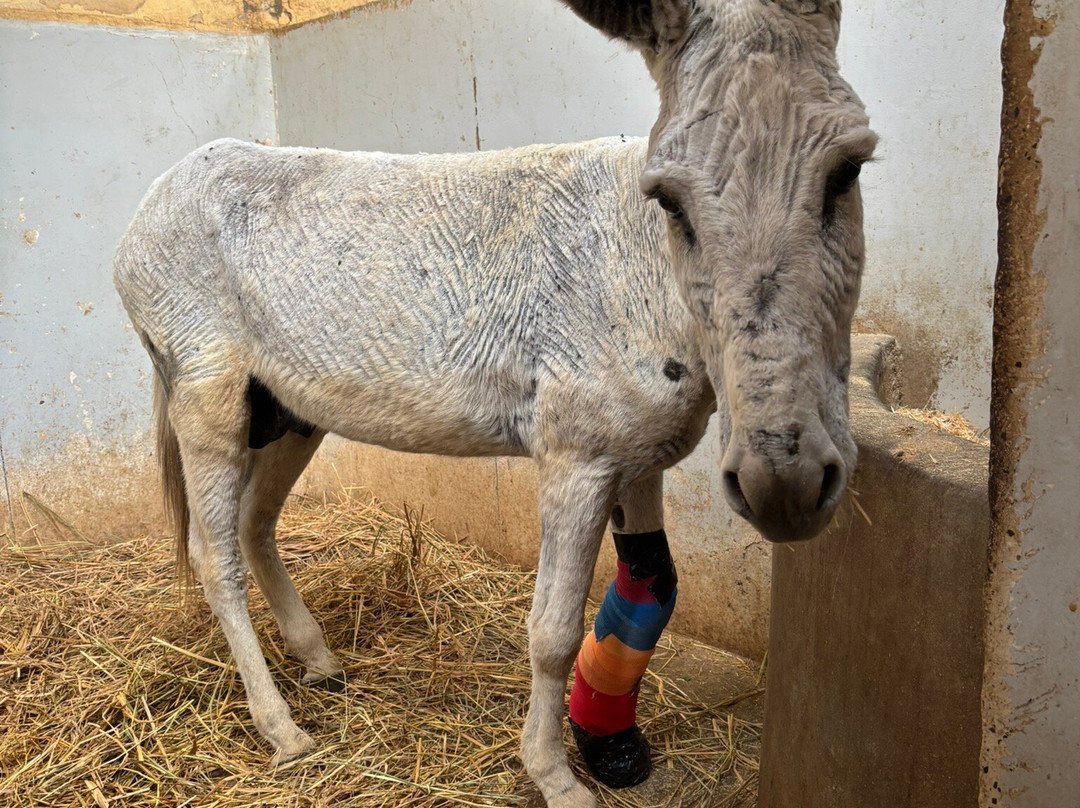 ACE - Animal Care in Egypt-卢克索必去景点