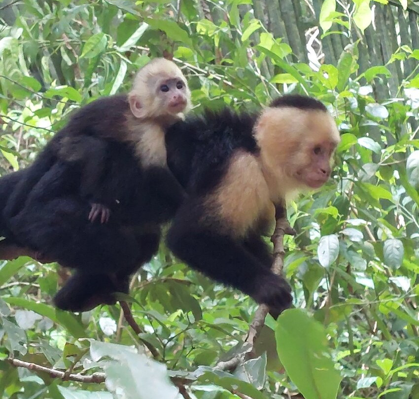 Manuel Antonio Expeditions景点图片