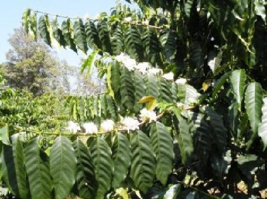 Kona Rainforest Coffee Guesthouse主图