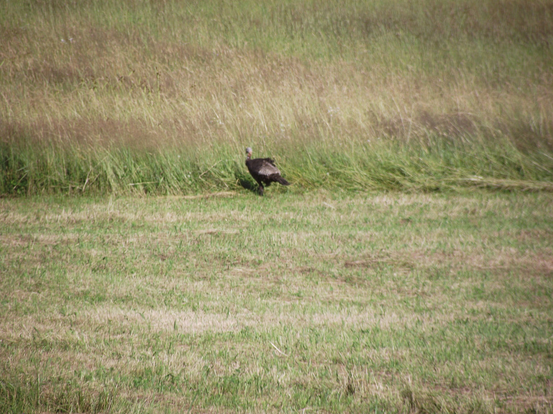 Bellamy River Wildlife Management Area-Dover必去景点
