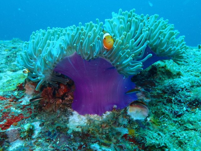 夏基潜水中心-卡伦必去景点