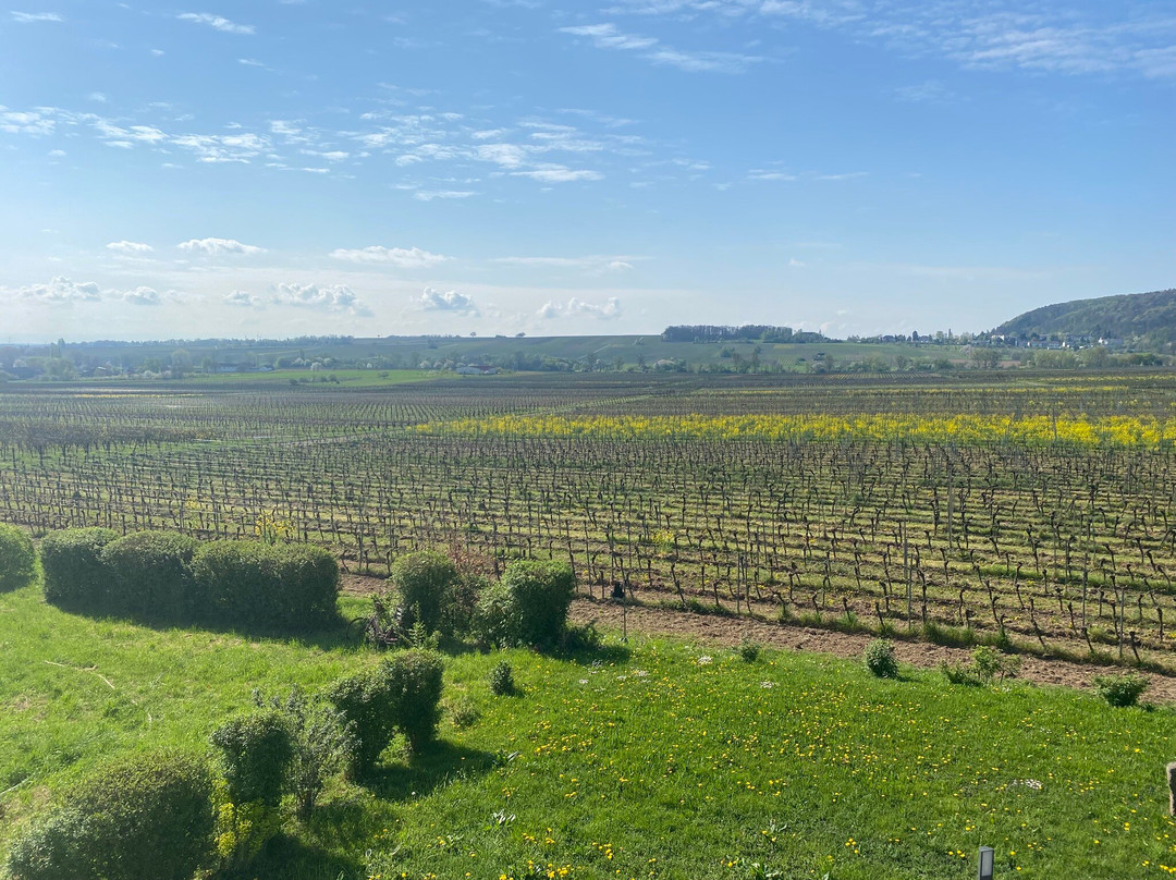 Weingut Herrenhof