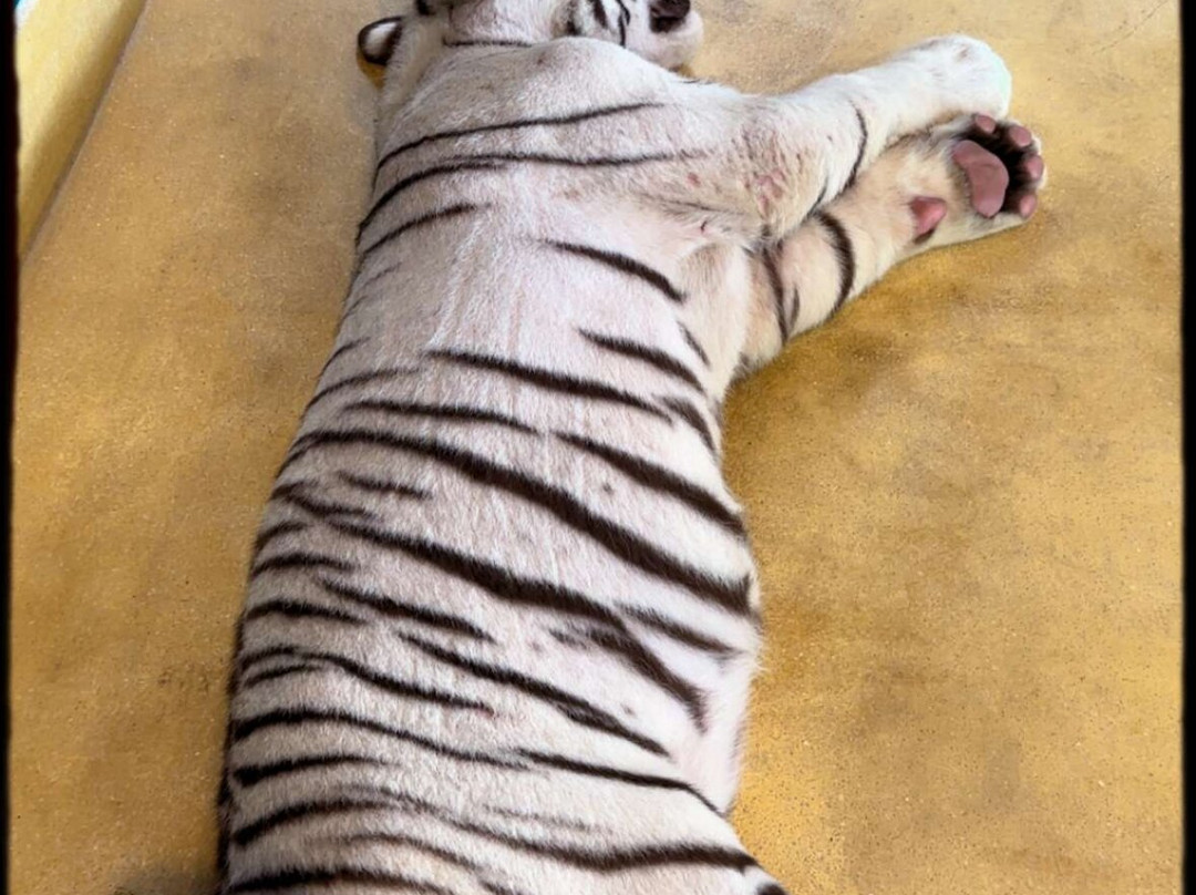 Tiger PARK Phuket-查龙必去景点