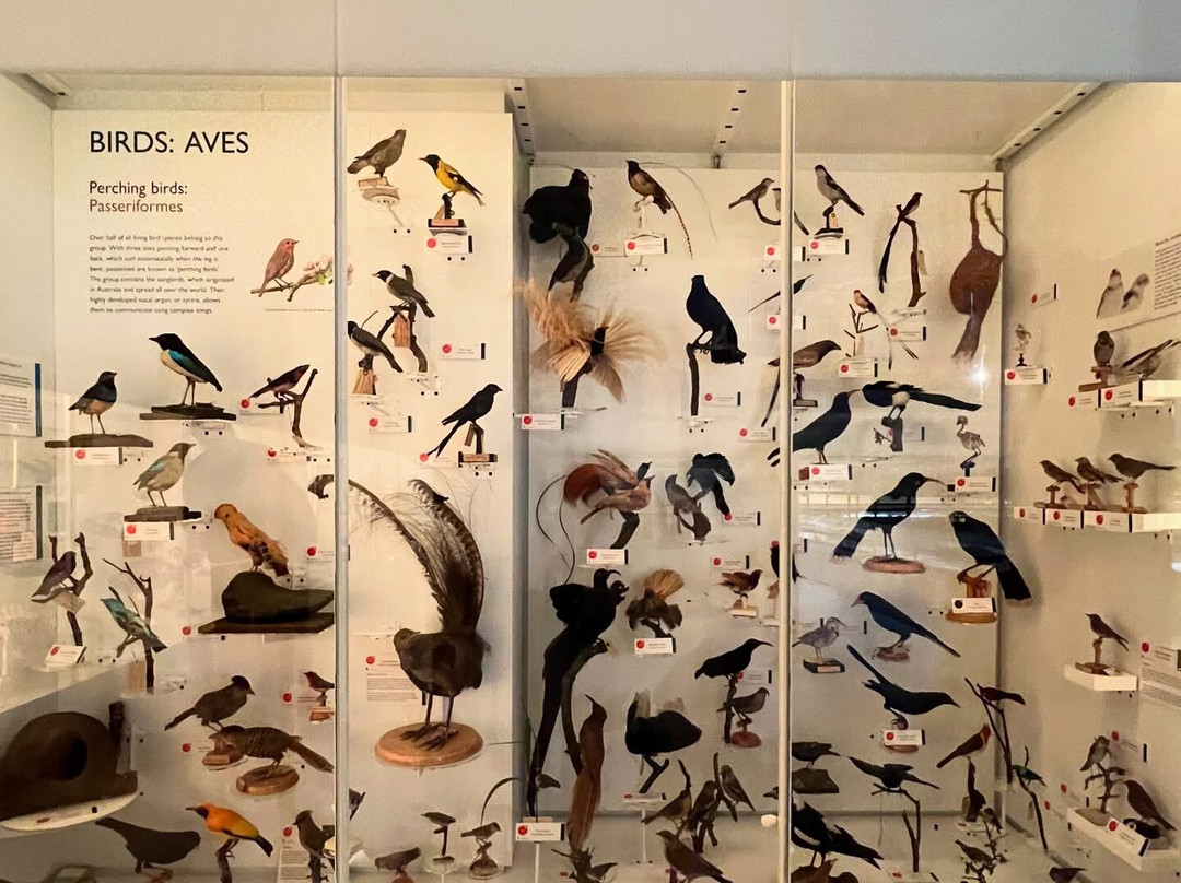University Museum of Zoology景点图片