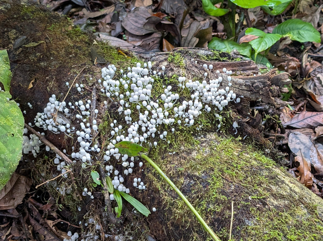 Heliconias Hanging Bridges Trails-Bijagua de Upala必去景点
