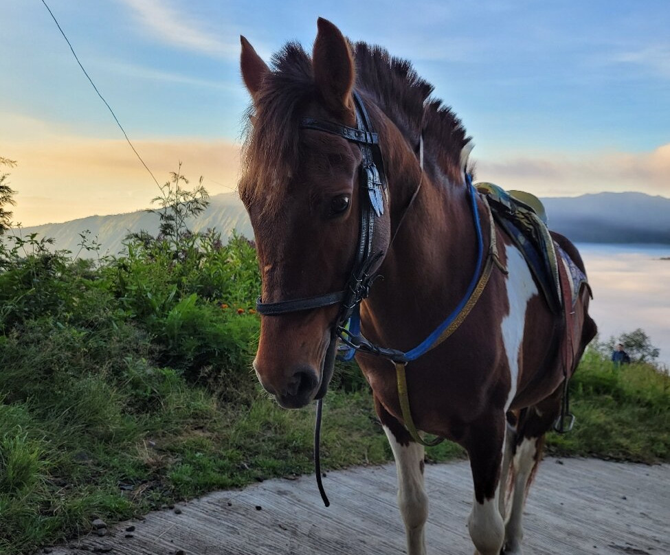 Seruni Point Bromo-Sukapura必去景点