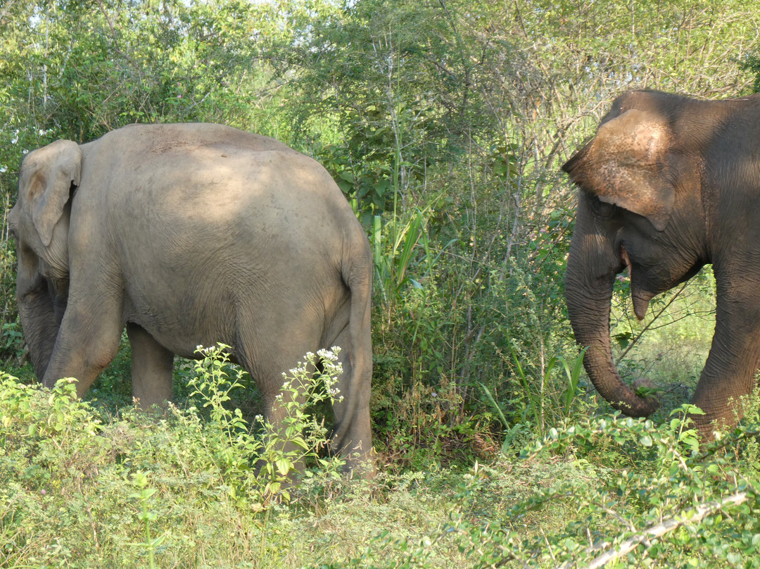 Flyingro Lanka Tours (Pvt) Ltd景点图片