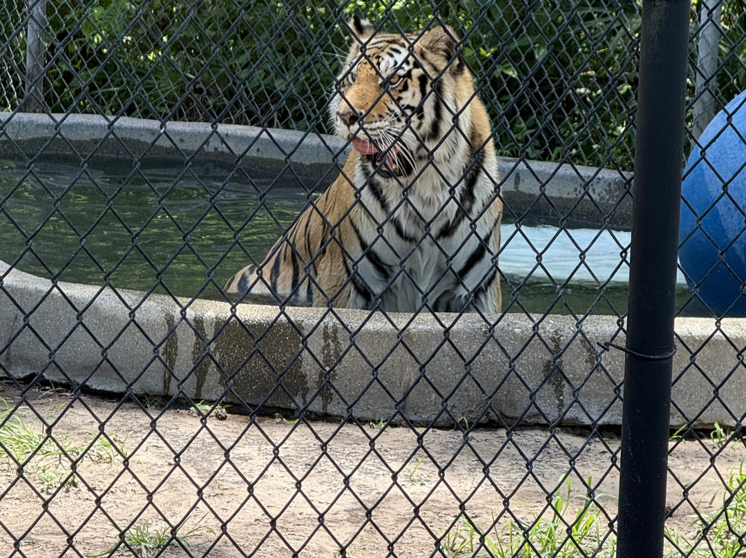 Catty Shack Ranch Wildlife Sanctuary-杰克逊维尔必去景点