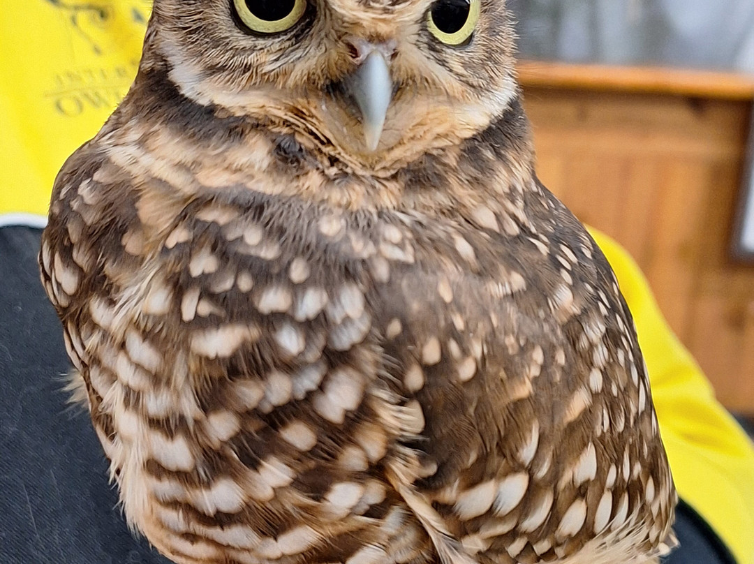 International Owl Center景点图片