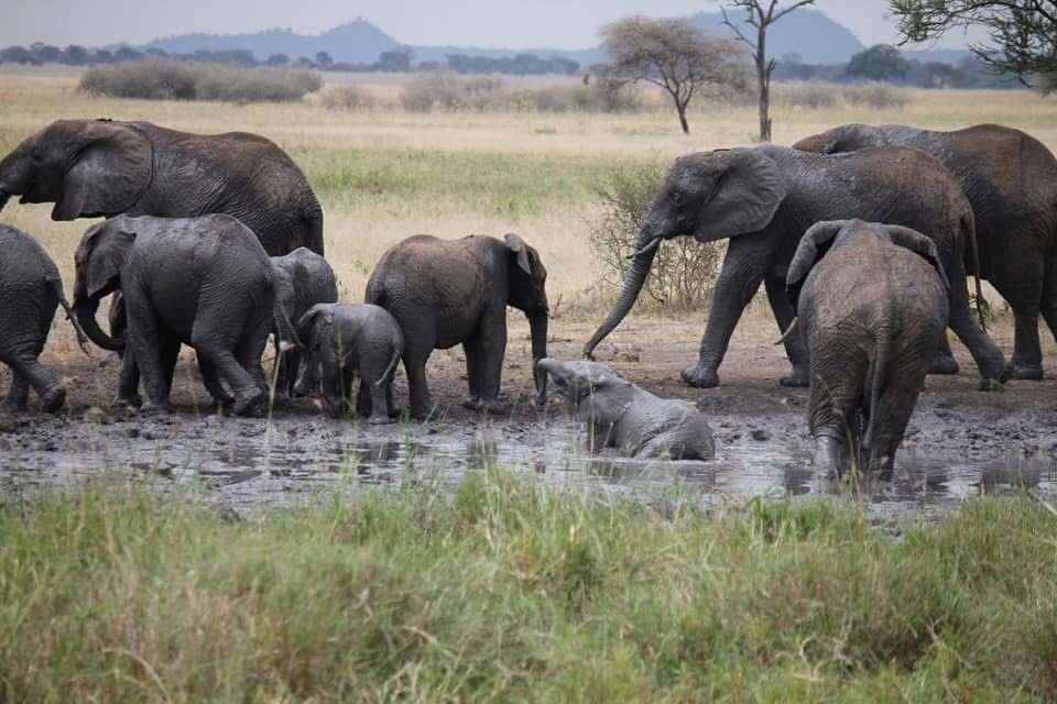 Smart Wildlife Safaris Ltd-乞力马扎罗区必去景点