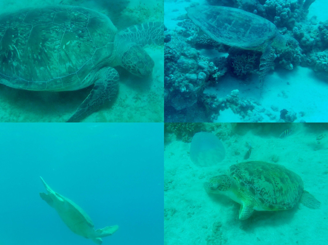 Emperor Divers-马萨阿拉姆必去景点