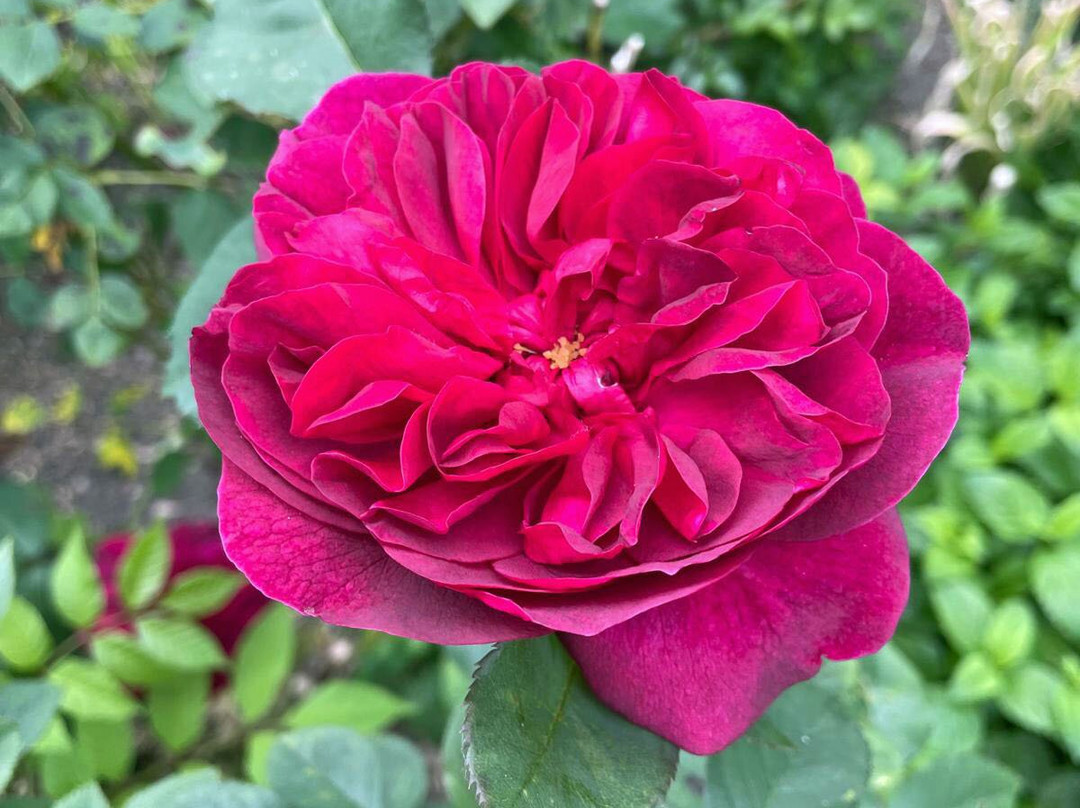 Gotha Gardens-Ashwell必去景点