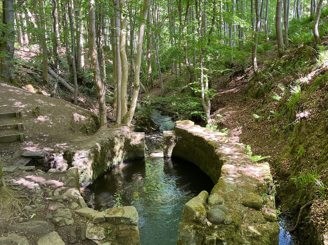 Dunnottar Woods-斯通黑文必去景点