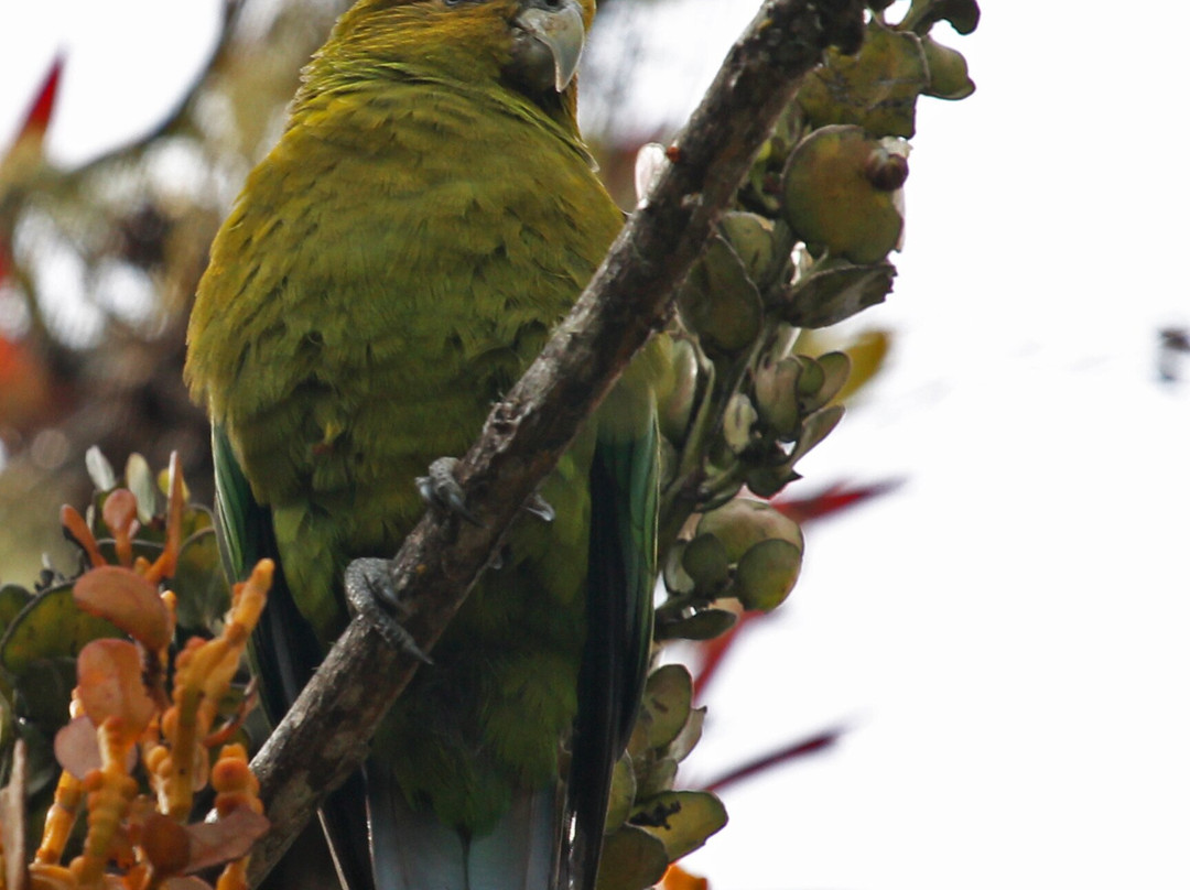Reserva Natural Loro Fuertesi-Cajamarca必去景点