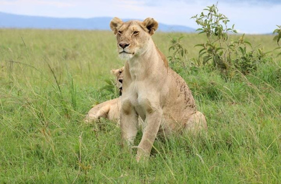 African Hartebeest Safaris-内罗毕必去景点