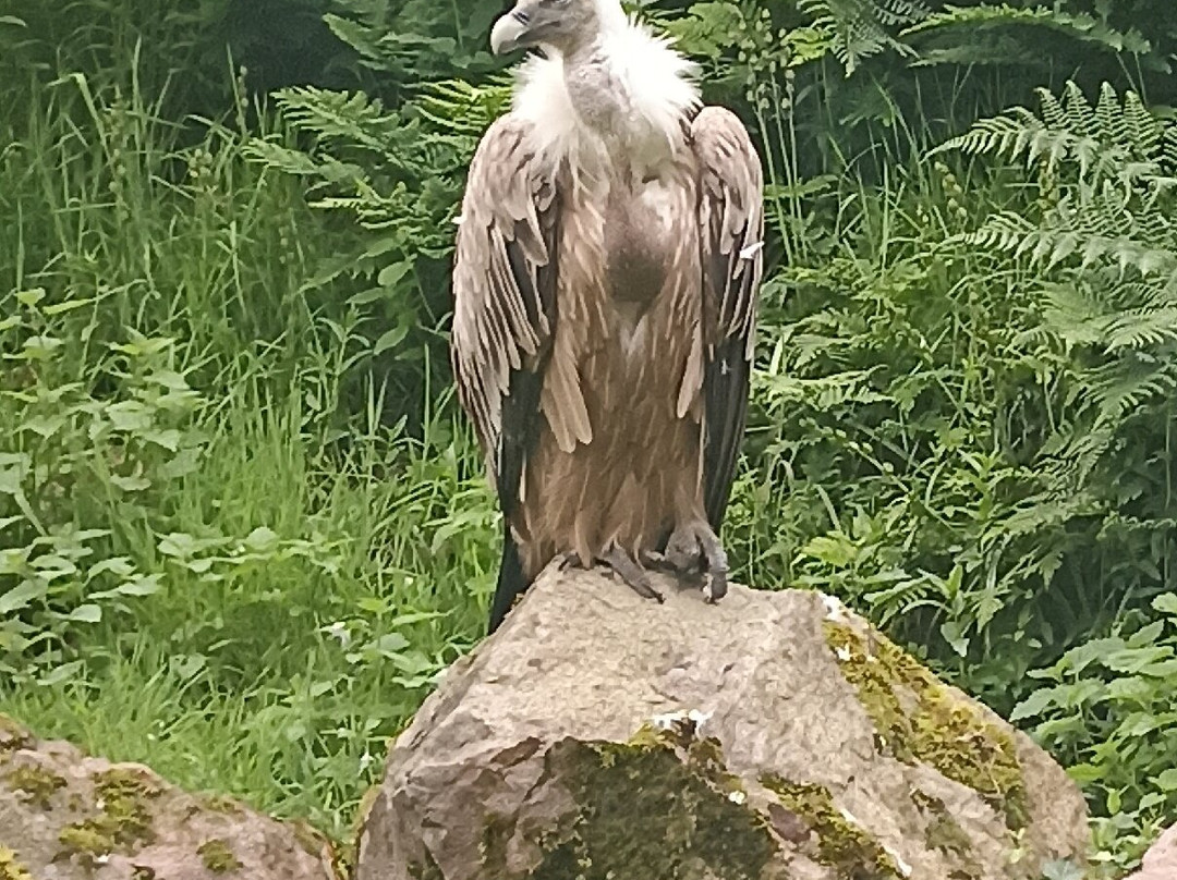 Zoo de Jurques景点图片