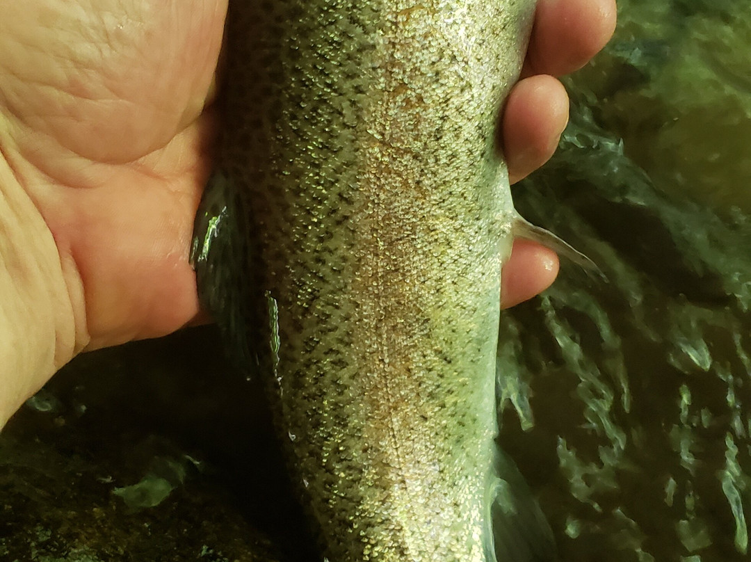 Cotter Trout Dock Guided Trout Fishing Tours-Cotter必去景点