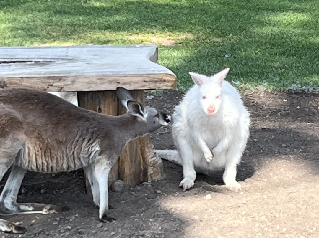 Kangaroo Creek Farm-基洛纳必去景点