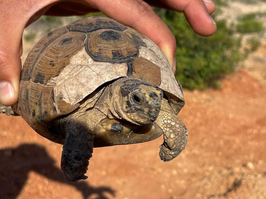 Quad Hammamet-Bir Bou Rekba必去景点