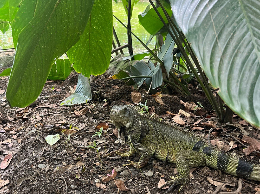 Jardín Botánico de Medellín-麦德林必去景点
