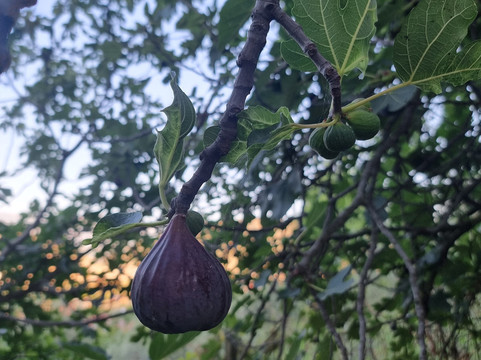 Olive Oil & Vineyard Tour Berat-培拉特必去景点