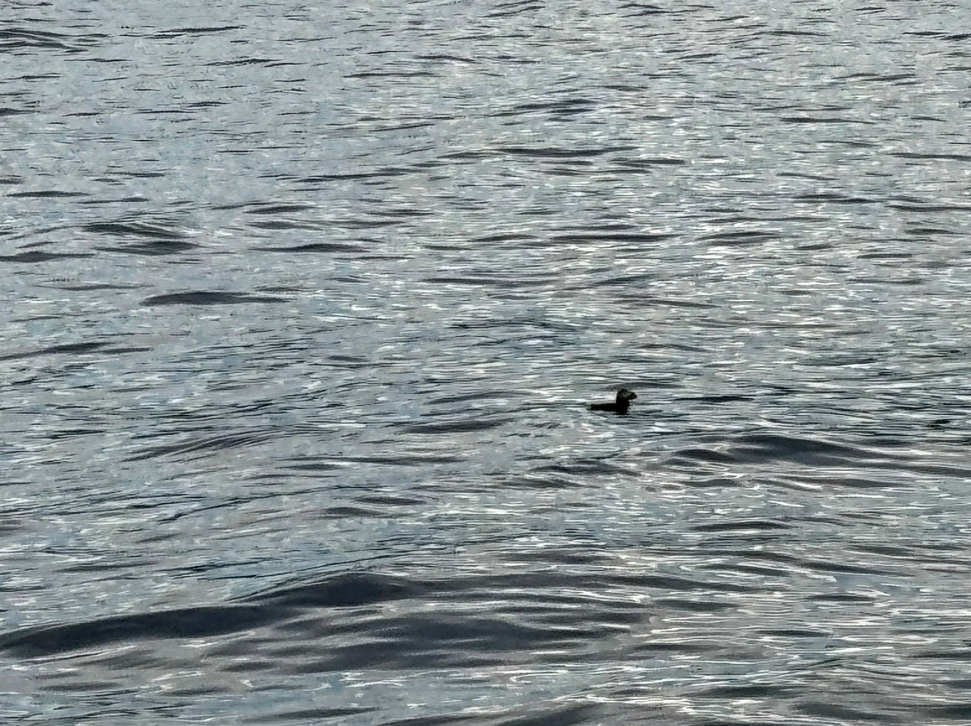 Ingonish Whale Watching-Ingonish必去景点