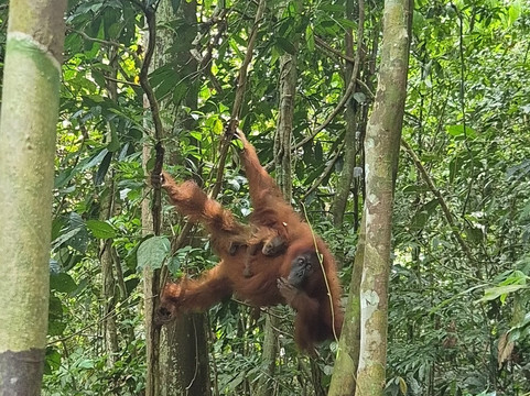 Bukit Lawang - Jungle Trekking-武吉拉旺必去景点
