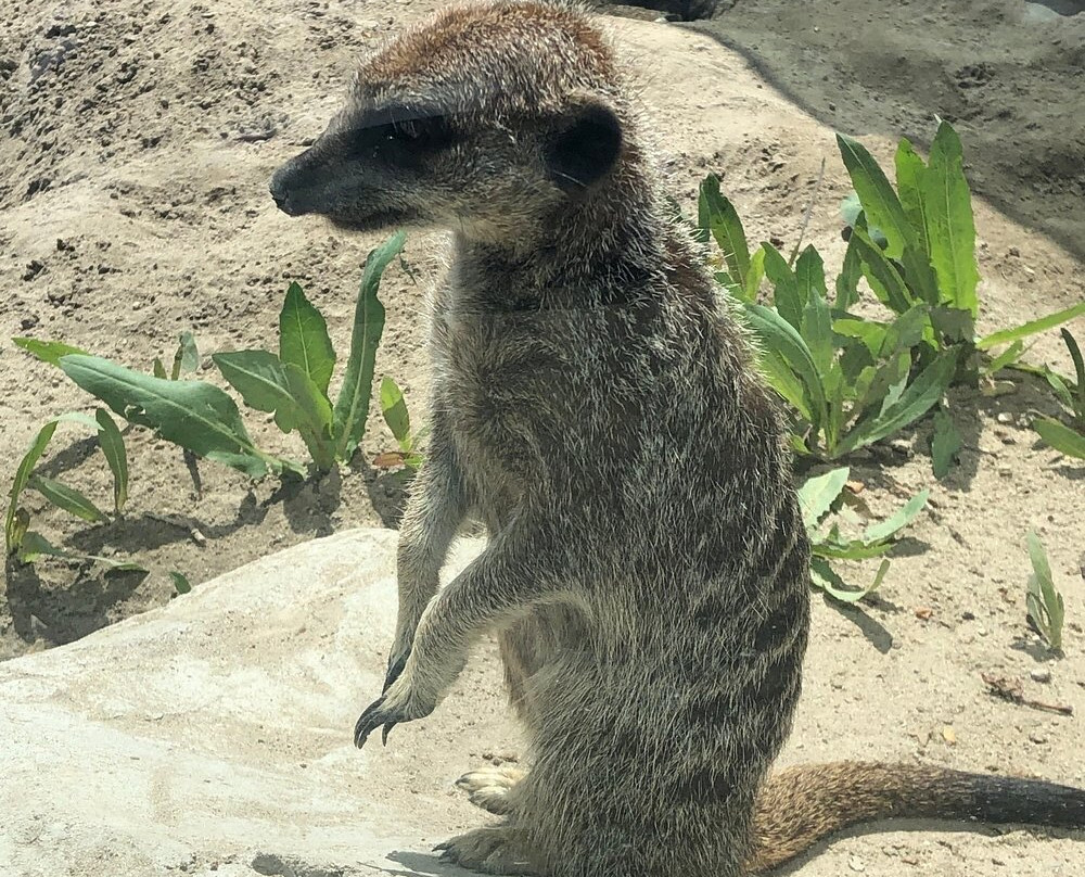 Yerevan Zoo-埃里温必去景点